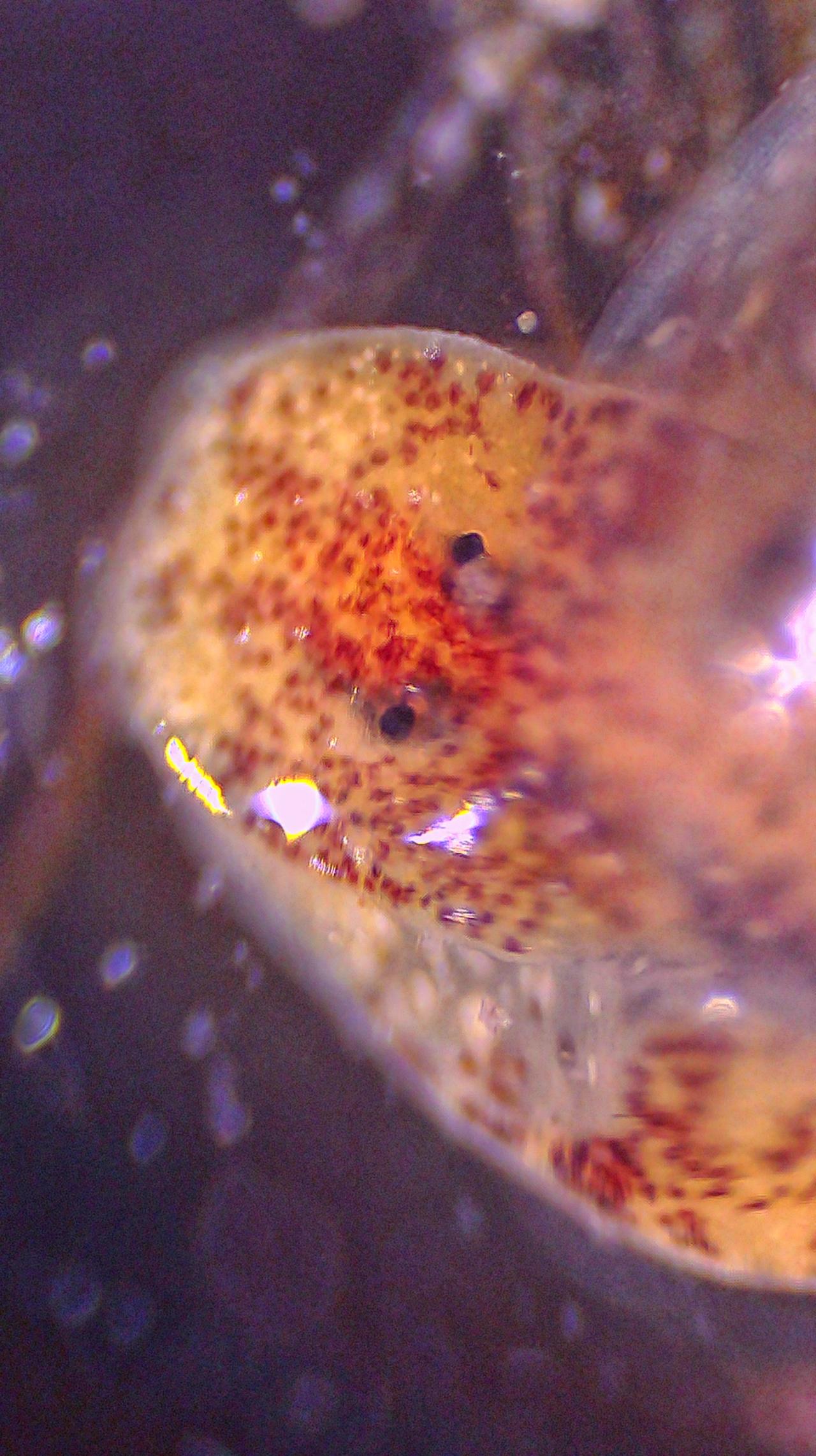 Un'armatura di gelatina: come si difende la Bulla striata
